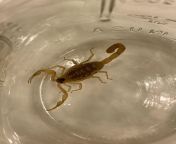 Anyone able to ID this scorpion? Im thinking its a lesser stripetail scorpion. In southern New Mexico. from lesser godplease