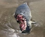 This Seal had a massive chunk bitten out of it by a Shark from chunk li 3d
