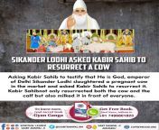 #ImmortalGodKabir Emperor of Delhi Sikander Lodhi slaughtered a pregnant cow in the market and asked Kabir Sahib to resurrect it. Kabir Sahib not only resurrected both the cow and the calf but also milked it in front of everyone. Sant Rampal Ji Maharaj from molvi sahib mypo