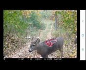 Trail cam video of a severely injured buck, appears that a cornstalk cutter might have hit him, not sure from cam video of a young thai teen riding on a big white cock