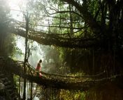 The Khasi matriarchal tribe in India has learned how to train tree roots to form living bridges from rot khasi