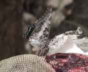 Butterfly drinking lizards blood (video link in comments) from www xx blood video com