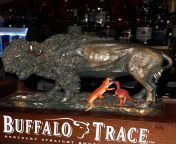 NSFW - Buffalo vs Dinosaur vs Alligator at local Bar from funny bar