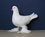 Found this fucking chicken. Is it a fucking hen or roo? from hen mating chicken