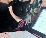 Business Cat Cici is displeased with the browser history on your company computer from mating with girluc browser downloadwww