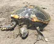 A dead sea turtle that was attacked by a jaguar from jalande jaguar nude