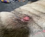 My sister’s pug has had this bump on her back for a few years, it’s never bothered her or anything but there’s scabs on it and it started bleeding yesterday. Could I put anything on it to help stop the bleeding and not risk infection? from होट चुदाइ downlodry littal girl sex with big cock bleeding and crying with painot women