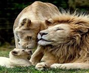 ? The Lion Family from delivery choti bon