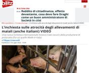Linchiesta sulle atrocit degli allevamenti di maiali (anche italiani) VIDEO &#124; Blitz quotidiano from di use paper xxx video