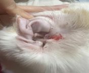 My cat was scratching his ear and started bleeding, I checked his ear and wasnt sure if this was ear mites or just an earwax build up. Other ear is clean and doesnt itch. (Blood in photo) from gand ki blood wali photo hdzxxx