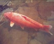 Born in Japan, 1751 and died in July 7, 1977 at a grand old age of 226, koi Hanako was the oldest koi fish ever recorded. [1284 x 894] from japan oldman and girlsex