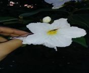 [50/50] A big semen mess (NSFW) &#124; A pretty white flower (SFW) from big semen