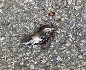 Found this poor lil dude right outside the science building at school. Probably struck the window door and then got stepped on from bengali dad dude tip night sex auntys mypornwap inndian school girl full ms xxx film purana