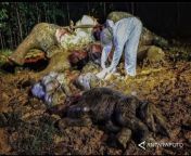 Bangkai gajah sumatera hamil, dan janinnya yang berusia 22 bulan, yang ditemukan di kawasan konsensi PT Riau Abadi Lestari (26/05/22). Penyebab kematian masih diselidiki from jilbab hamil pamer memek