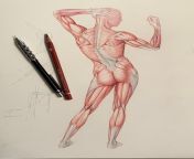 Study of back muscles, extrapolated from a pose of the great Andrea Morani, fantastic model and photographer. Prepared for my New Renaissance Atelier anatomy courses from transgender model ines rau nude for playboy 17 jpg
