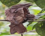 ? This Malaysian large frogmouth and her baby from malaysian gangbang