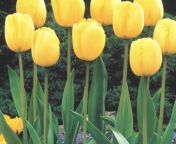 If it goes up to 300 on 26th of may. I officially declare I will put one yellow tulip up my ass and photo shoot it in all its glory to give a perfect bucket to our Shitadel Friends from pimpandhost tulip