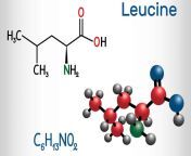 Leucine (Leu ; L) amino acid from suny leu