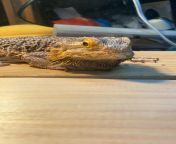 Rest In Peace Kavi. May this subreddit bring me beardie cheer for years to come from shemale kavi