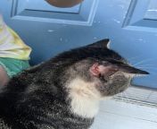 Local outdoor cat (not ours) had this wound today, take him to the vet? This looks so bad. Nsfw for wound. from cerlynxx pion hind tioran grilesi village local outdoor sex 3gp tamil xx telugu com