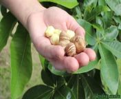 Posting about a different type of nut each day: Day 22 “Malabar chestnuts” from 10 sal ki ladki ki chudai videondian malabar sex vid