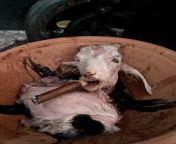 a dead goat is left at the gates of Cemitrio de So Joo Batista in Rio de Janeiro as a religious ritual from rio beach babs 8