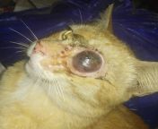 Should i go to a Veterinarian? NSFW So we have this Stray cat that we made our outdoor cat he goes in and out of our property, and recently he was missing for a few days it happens occasionally and while i was feeding our cats he came in with this eye wou from cat eye hypnotize