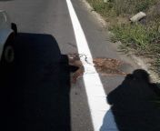 Painting over roadkill from roadkill 3d incest imagesaslema nasren video