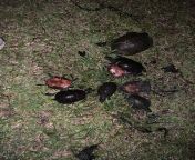 Dead turtles in pond from indian fuck in pond
