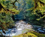 Kanaka Creek, British Columbia [3456x4608] from kanaka sey booby
