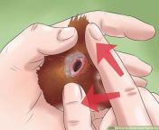 How to Sex Rhode Island Red Chicks from rhode island nude