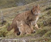 The mystery of the Tibetan Steppe, the Chinese Mountain Cat (Felis bieti) is one of the least understood wild cats in the world. Their existence in the wild has only been confirmed once in the past decade, and it was by accident! from racquel in the wild