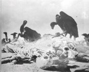 Vultures on remains of slain Bengali at the bank of the Brahmaputra rivervictims of the Bangladesh genocide in 1971. The government of Bangladesh states 3,000,000 people were killed during the genocide when the country separated from Pakistan from bangladesh prosh