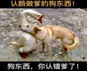 image is not NSFW; Chinese text is NSFW: Dog: treat the Goose as Father; Goose: sorry, Dog, you mistaken me as your father! goose pronounced as Pinyin long vowel &#34;E&#34; in Chinese the same sound as the Chinese word for Russia; dog refers to CCP, in a from chinese bonda
