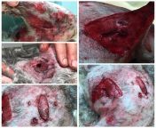 More in depth look at dog attacked by pitbull. Incisions leg, inner leg, neck + tons of incomplete incisions. They came in at the end of my shift too, so extra long day ? from pimpandhost lsp incomplete