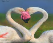 ? Flamingo couple captured in a heart pose, by Sanjeev P, India ? from www koelxxxayali sanjeev
