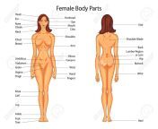 Was researching for an essay about the female body image when i came upon this montrosity. It claims to be a medical educational chart of female body parts. from nude female body