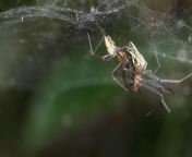 making more spiders- male and female basilica orbweavers from spiders j