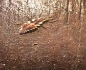 Found in East TN. About 1/4 long and definitely in its larval stage. (Its not a ladybug larva, similar but too small) from xxx bollywood actor rekha ki nangi photosndian period pussys a