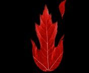 Maple fire .png from 558a205783663 png