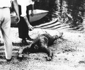 Battered remains of Charles Mack Parker, lynched in Poplarville, Mississippi by a mob and thrown in the Pearl River after being accused of the rape of a pregnant white woman. South of Bogalusa, Louisiana, United States. May 4, 1959. [650x519] from rape of ambika telugu filmli musha dariya