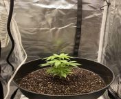 Using a Mars Hydro 600W and also have another grow light that can go from Purple,blue and red.. should I add the blue light at night? Only a 3 weeks old. from bangladeshi aunti blue flem xxxhi xxxx vdeos a kmn vlo basai by soron mp3 songttp