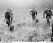 Vietnam War. 1967. Soldiers and tracker dogs Justin (left) and Cassius of Fire Assault Platoon, Support Company, 7th Battalion, Royal Australian Regiment (7RAR), move to embark on a Bell UH-1 Iroquois from No. 9 Squadron RAAF. Justin&#39;s handler Private from justin marc