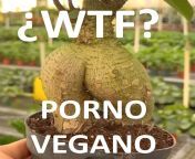 Porno? from ower porno
