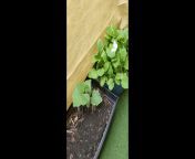 Butterflies and Moths in the Garden - Porch Paradise Moments #VertVid shttps://rumble.com/v2sa7z4-buterflies-and-moths-in-the-garden-porch-paradise-moments-vertvids.html from converting img tag in the page url paradise birds nell