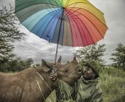 Just a rhino kissing an african man under a rainbow umbrella from african man cock xx