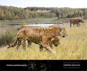 The extinct European Jaguar vs Modern Pantanal Jaguar - Size Comparision. from jaguar wright