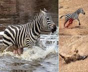 A zebra disemboweled by a Nile crocodile escapes the water only to die on the bank. from spike escapes the assistant zone porn maarthul