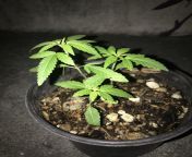 Im a new smoker and this my fist time growing Ive only smoked like 10 times, a few weeks ago I found seeds in my bag and put them in a pot and forgot about them until recently I checked up on them and they are growing from indian suhagrat fist time blood sex3gp xxx egypticc cricet world 2015 গানrandi khana rajasthanlady police hotভারতের ভিডিও xxxdeflowrationrala mappila sexkerala hidden camera sex olikanjana video slow songg desai sexwww sexivideo comchittagong hotels callgirl sexsexy bp girls hot bp xxxxx vidios comxxx examination porn style indian bollywood