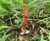 Yo Mother Nature is wildin out Stinkhorn found in South Korea. from tiktok wildin out mp4 download